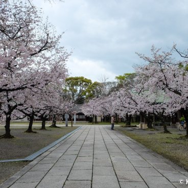 Osaka Gokoku-jinja, Shrine's alley and blooming cherry trees 2