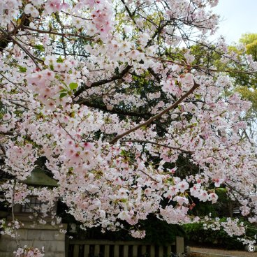 Osaka Gokoku-jinja, Blooming cherry tree in the shrine's grounds
