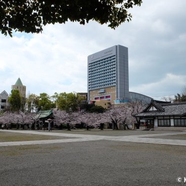 Osaka Gokoku-jinja, The shrine's grounds in spring