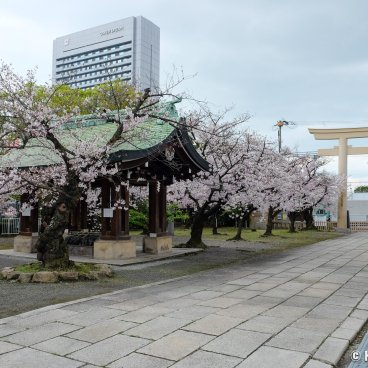 Osaka Gokoku-jinja, Shrine's alley and blooming cherry trees