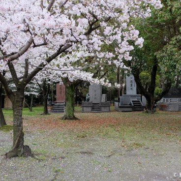 Osaka Gokoku-jinja, Blooming cherry trees and graveyard in the shrine's grounds