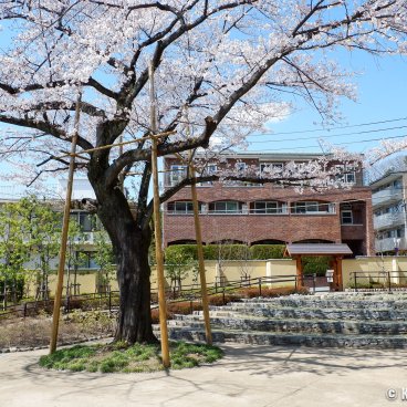 Shin-Edogawa Garden (Tokyo), Blooming cherry trees in spring