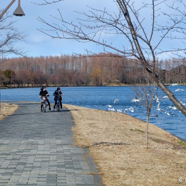 Katsushika (Tokyo), Mizumoto Park on the bank of the Edo-gawa River in winter 2