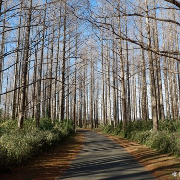 Katsushika (Tokyo), Metasequoias trees at Mizumoto Park in winter