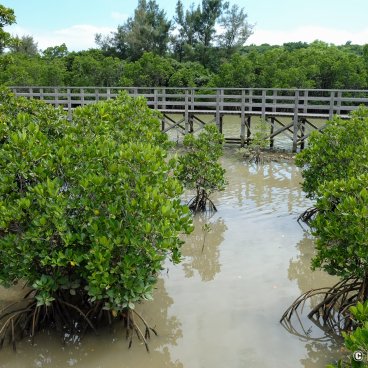 Shimajiri Mangrove (Miyako-jima), View on the mangrove bushes from the stilt walkboard
