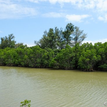 Shimajiri Mangrove (Miyako-jima), View on the forest at high-tide