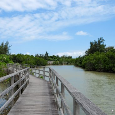 Shimajiri Mangrove (Miyako-jima), View on the forest from the stilt walkboard