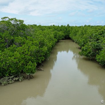 Shimajiri Mangrove (Miyako-jima), View on the forest at high-tide 2