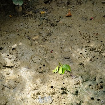 Shimajiri Mangrove (Miyako-jima), Tiny crabs in the mud at low-tide