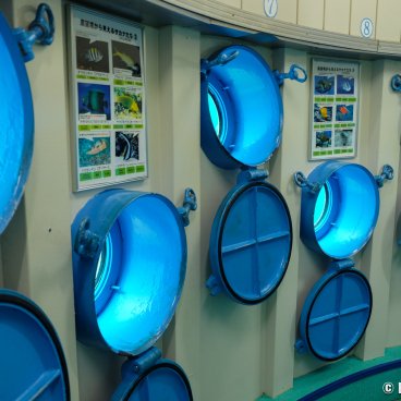 Cape Busena (Nago, Okinawa Honto), Portholes in the underwater observatory