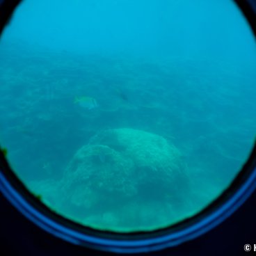 Cape Busena (Nago, Okinawa Honto), Fish viewed from the portholes in the underwater observatory
