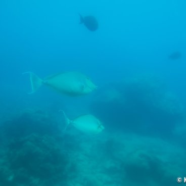 Cape Busena (Nago, Okinawa Honto), Fish viewed from the portholes in the underwater observatory 2