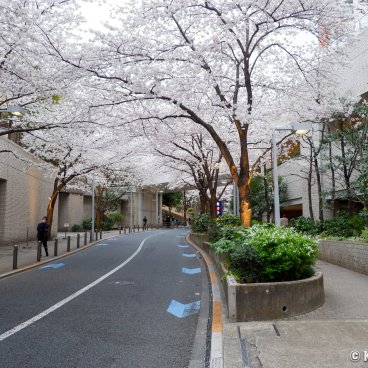 Roppongi Hills (Tokyo), Sakurazaka Avenue during the sakura season