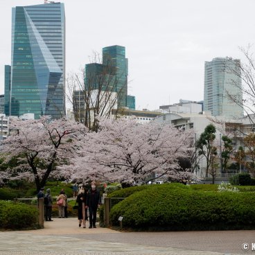 Roppongi Hills (Tokyo), Blooming cherry trees in the complex' surroundings in the beginning of spring