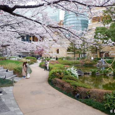 Roppongi Hills (Tokyo), View on the complex from the Mohri Garden during sakura blossom season