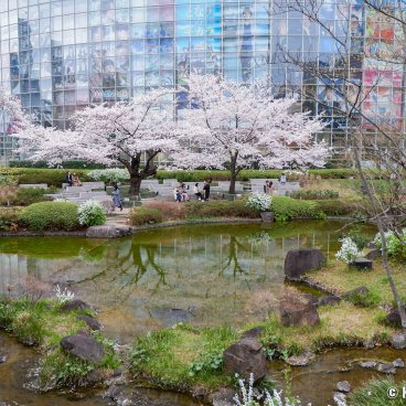 Roppongi Hills (Tokyo), Mohri Garden's pond and TV Asahi headquarters in the sakura season