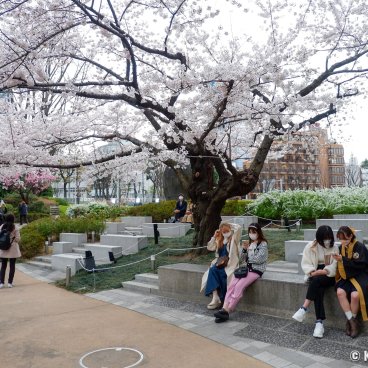 Roppongi Hills (Tokyo), People enjoying the sakura blossoms in Mohri Garden