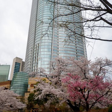 Roppongi Hills (Tokyo), View on the Mori Tower during the sakura season