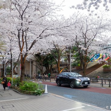 Roppongi Hills (Tokyo), Sakurazaka Avenue and Robo-Robo Park during the sakura season