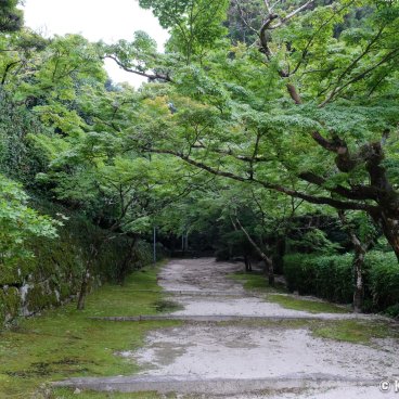 Niiyama-jinja (Kanzaki, Saga), Green maple trees alley near the shrine