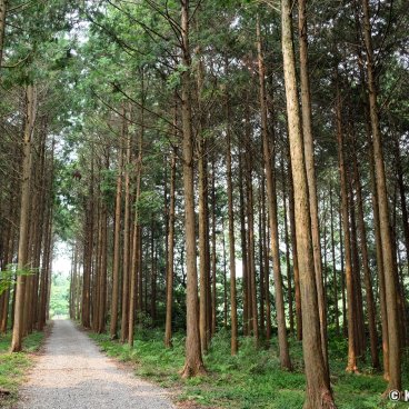 Yutoku Inari-jinja (Kashima, Saga), Path in the cryptomeria forest