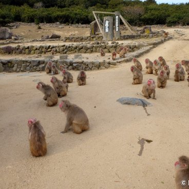 Shodoshima (Shikoku), Monkey Valley Choshikei Osaru no Kuni 2