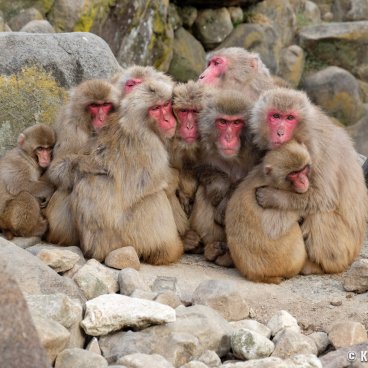 Shodoshima (Shikoku), Monkey Valley Choshikei Osaru no Kuni 3