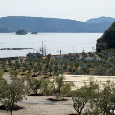 Shodoshima (Shikoku), Olive groves on the island