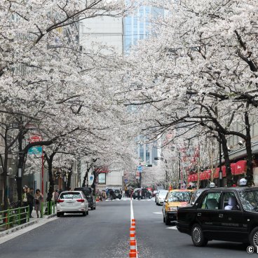 Yaesu (Tokyo), Cherry trees in bloom in spring on Sakura-dori avenue