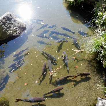 Shibamata (Katsushika, Tokyo), Koi carps in Suiken-en garden at Taishakuten Temple