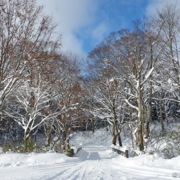 Tsuru-no-yu Onsen (Akita), Road to the hot spring resort in winter