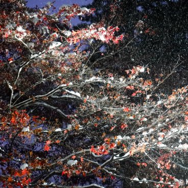 Hirosaki (Aomori), Night view on the maple trees and the snow in the castle's park