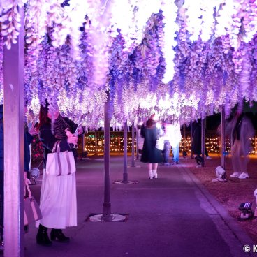 Tokyo Mega Illumination (Shinagawa), Wisteria Illumination
