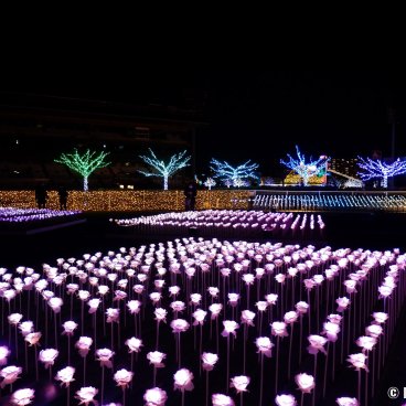 Tokyo Mega Illumination (Shinagawa), LED lights rose garden