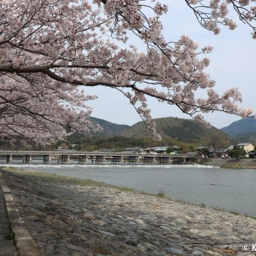 Togetsukyo (Kyoto), The bridge during sakura season in early April 2