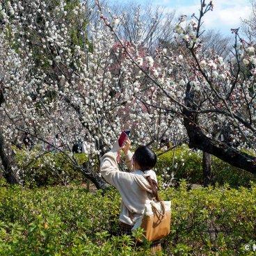 Hanegi Park (Setagaya, Tokyo), Plum trees in bloom in February and early March 6