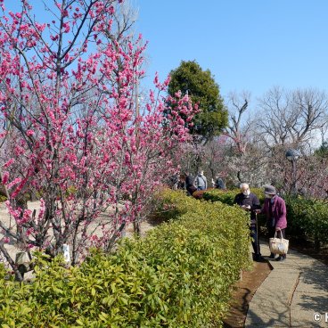 Hanegi Park (Setagaya, Tokyo), Plum trees in bloom in February and early March