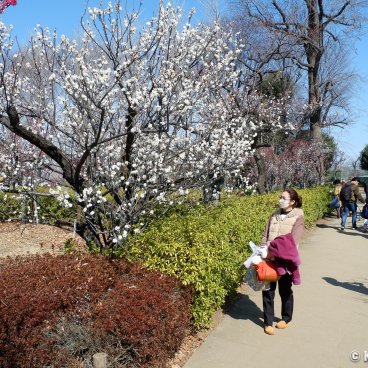 Hanegi Park (Setagaya, Tokyo), Plum trees in bloom in February and early March 2