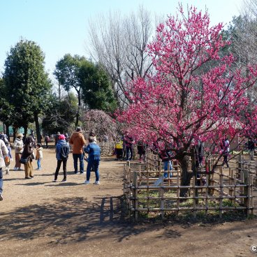 Hanegi Park (Setagaya, Tokyo), Plum trees in bloom in February and early March 3
