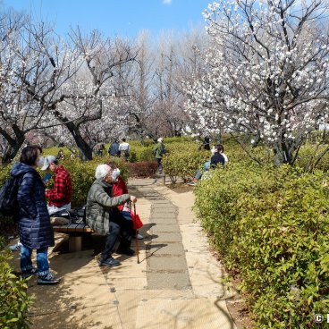 Hanegi Park (Setagaya, Tokyo), Plum trees in bloom in February and early March 4