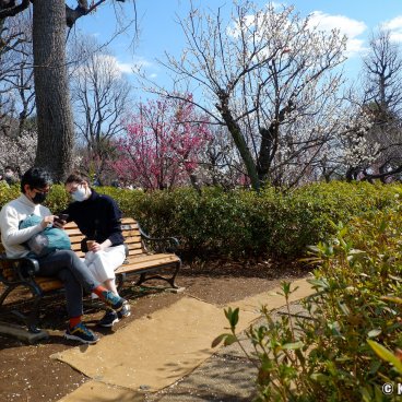 Hanegi Park (Setagaya, Tokyo), Plum trees in bloom in February and early March 5