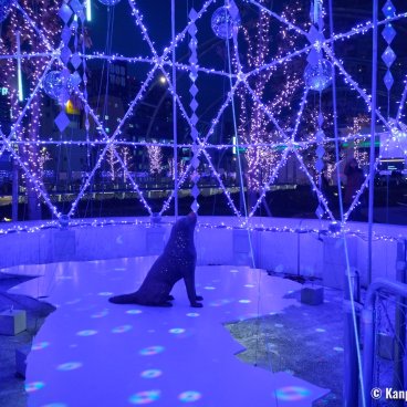 Miyashita Park (Tokyo), Christmas Illuminations and Hachiko statue