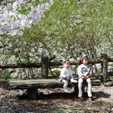 Koriyama Castle (Nara), Little girls posing for a picture under the cherry blossoms