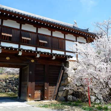Koriyama Castle (Nara), Otemon gate during the sakura season