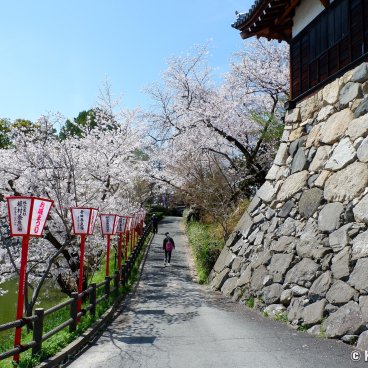 Koriyama Castle (Nara), Castle park's grounds during Yamatokoriyama Oshiro Matsuri festival 2