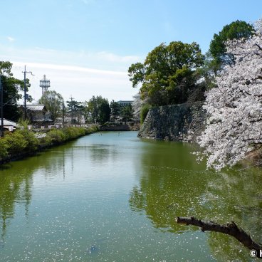 Koriyama Castle (Nara), View on the moats and the blooming cherry trees in early spring 2