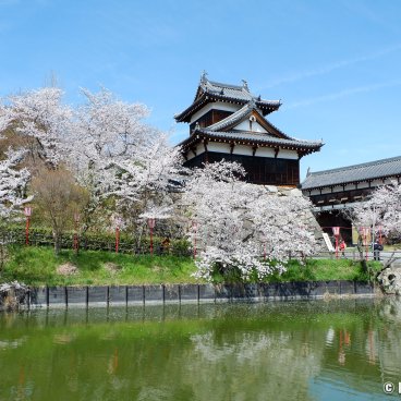 Koriyama Castle (Nara), Yagura turret and Otemon gate during the sakura season