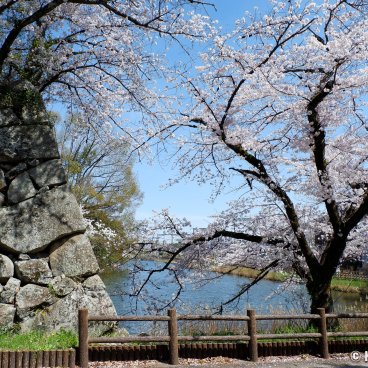 Koriyama Castle (Nara), View on the moats and the blooming cherry trees in early spring