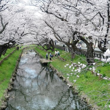 Shingashi-gawa (Kawagoe), Cherry trees blooming along the river