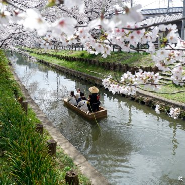 Shingashi-gawa (Kawagoe), Boat cruise on the river during the sakura season